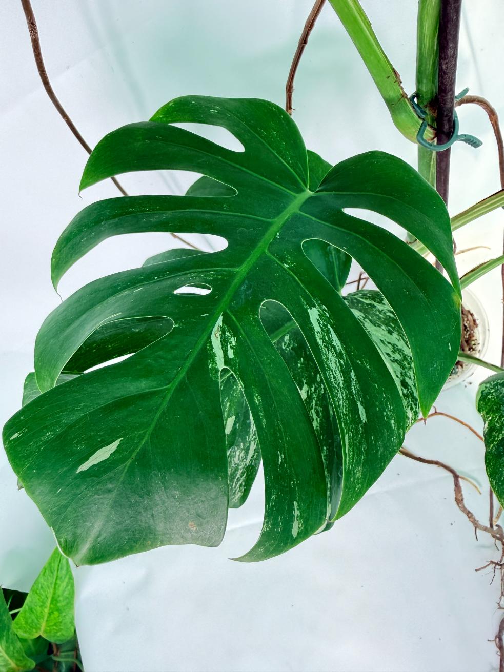 Monstera Albo Variegata XXL 07
