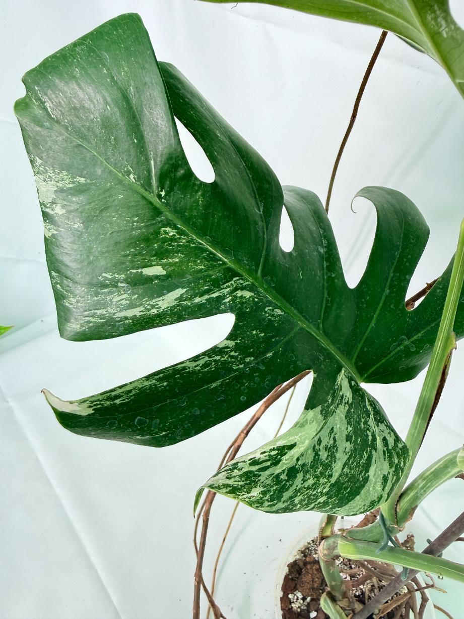 Monstera Albo Variegata XXL 08