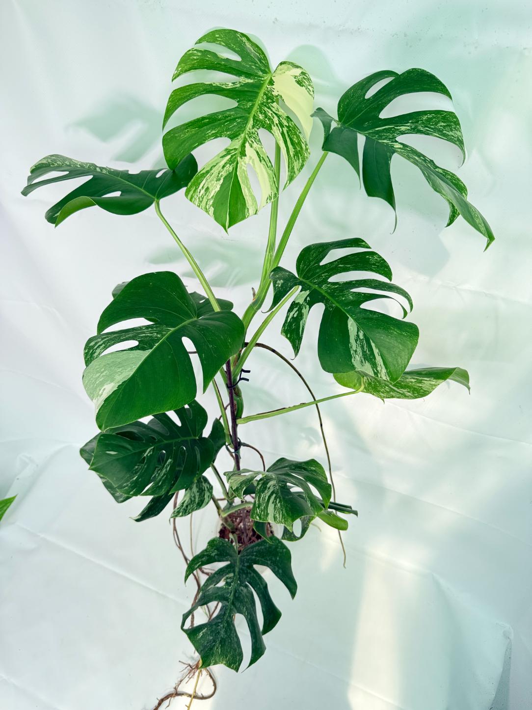 Monstera Albo Variegata XXL 09