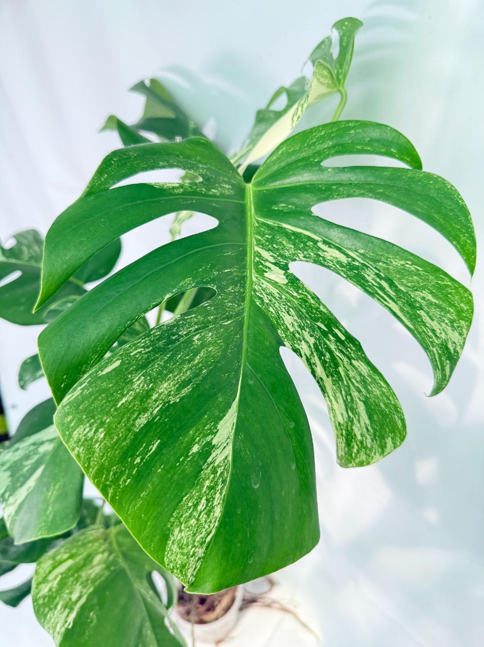 Monstera Albo Variegata XXL 10