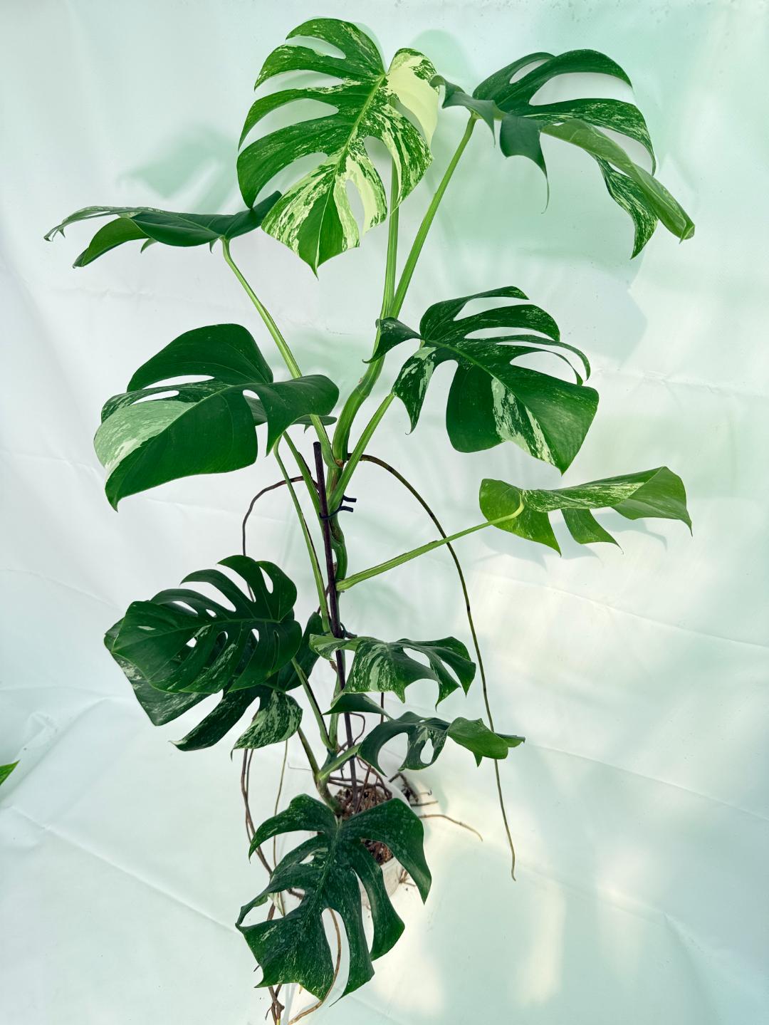 Monstera Albo Variegata XXL 02