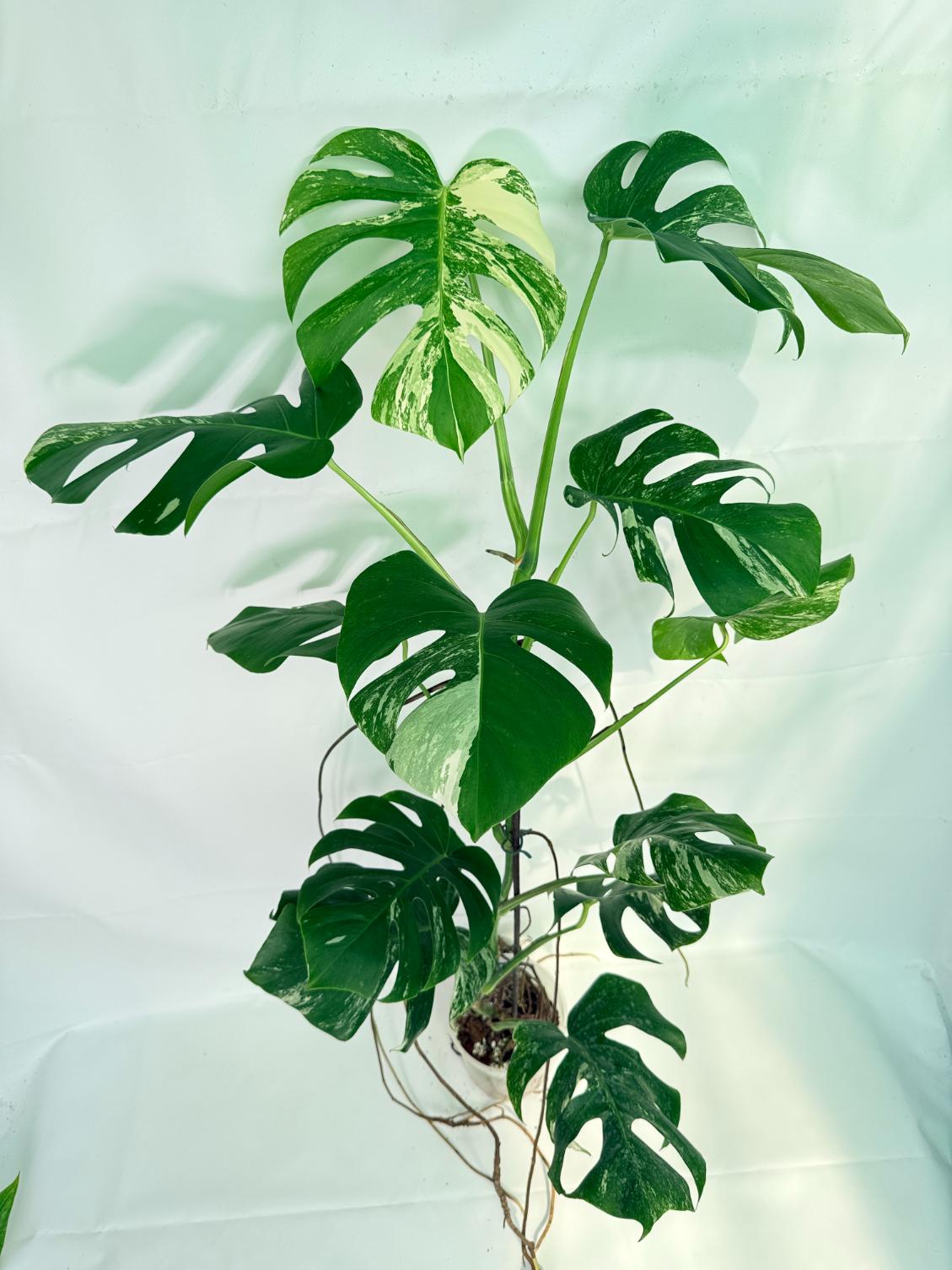 Monstera Albo Variegata XXL 03