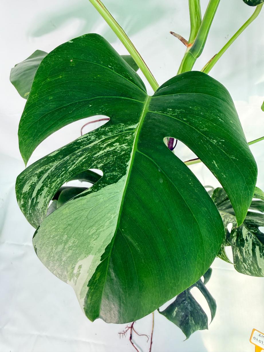 Monstera Albo Variegata XXL 04