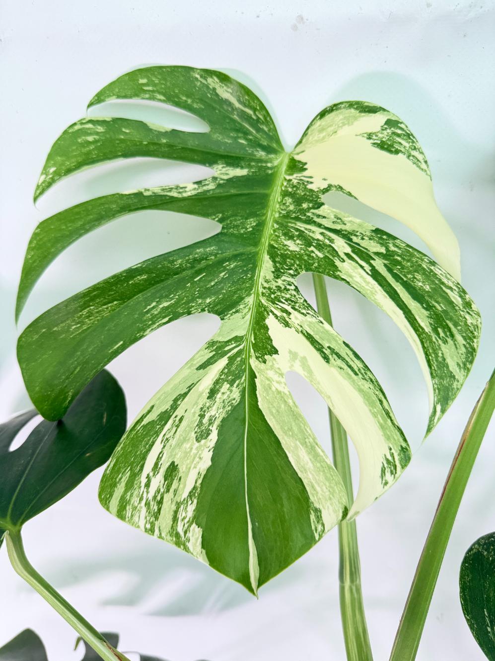 Monstera Albo Variegata XXL 05