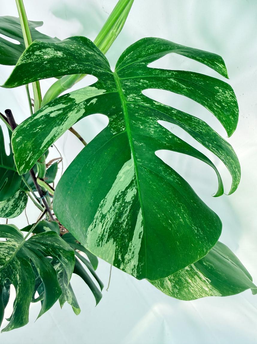 Monstera Albo Variegata XXL 06