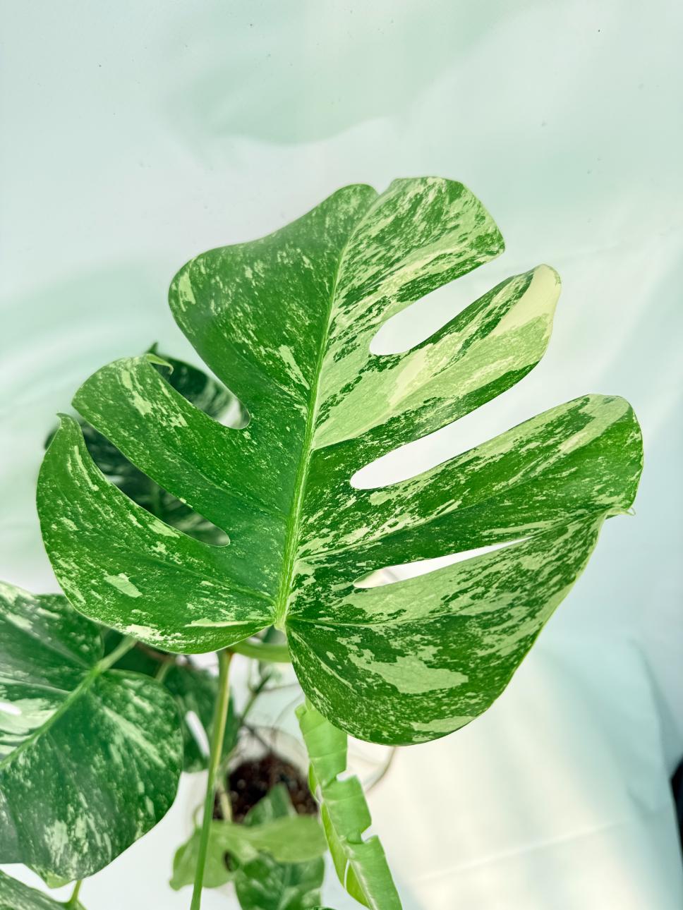 Monstera Albo Variegata XXL 06