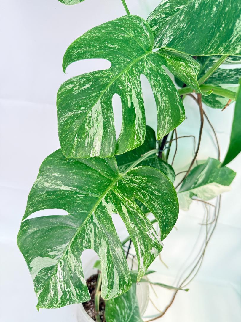 Monstera Albo Variegata XXL 07
