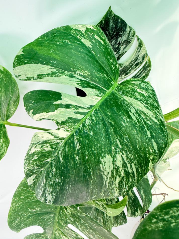 Monstera Albo Variegata XXL 08