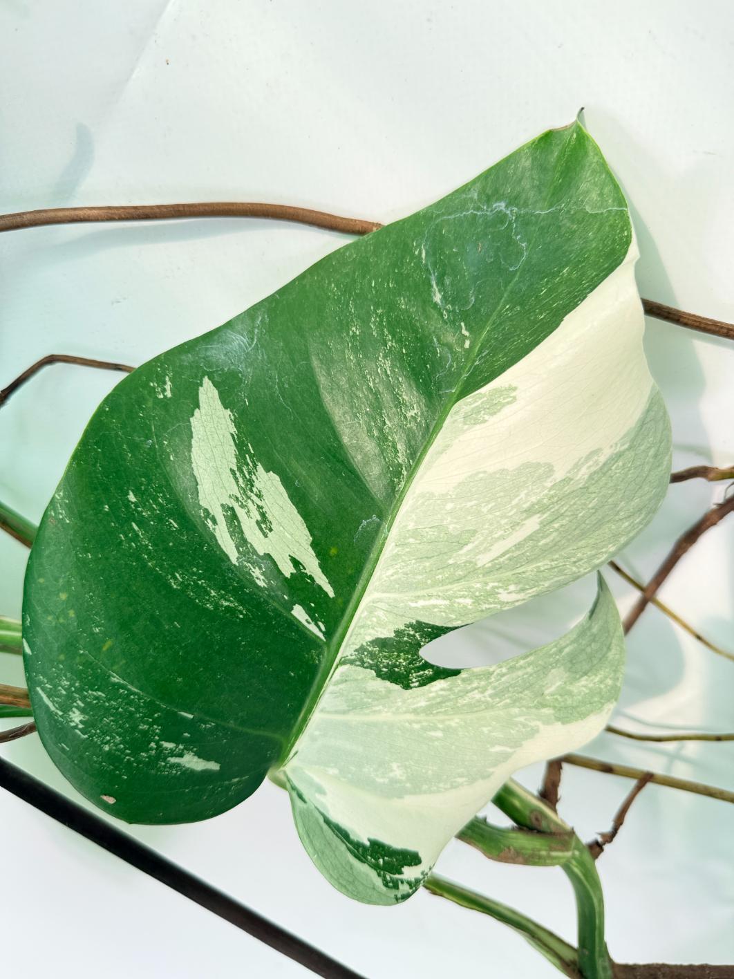 Monstera Albo Variegata XXL 09