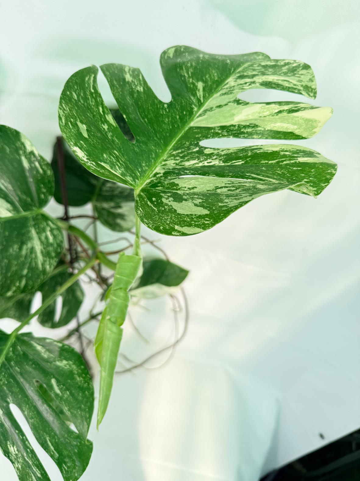 Monstera Albo Variegata XXL 10