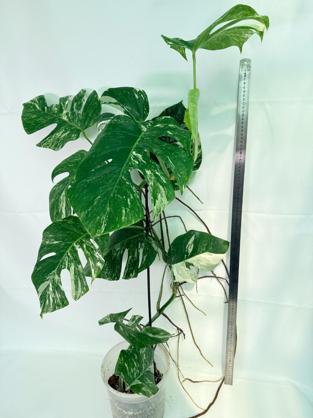 Monstera Albo Variegata XXL 02