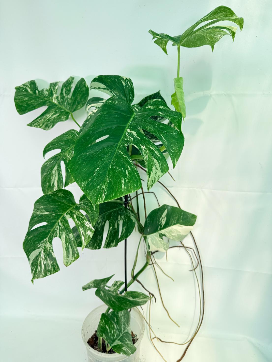 Monstera Albo Variegata XXL 01