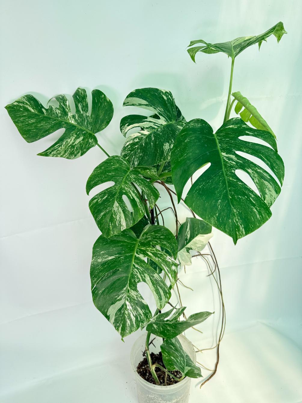 Monstera Albo Variegata XXL 03
