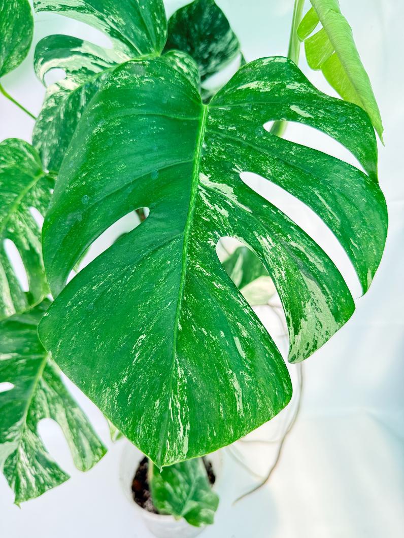 Monstera Albo Variegata XXL 04