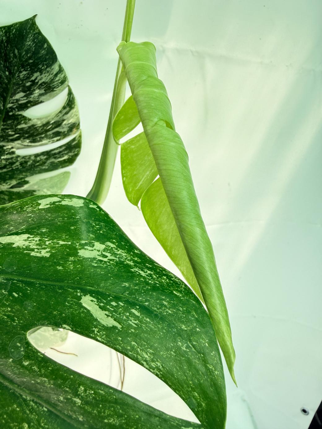 Monstera Albo Variegata XXL 05