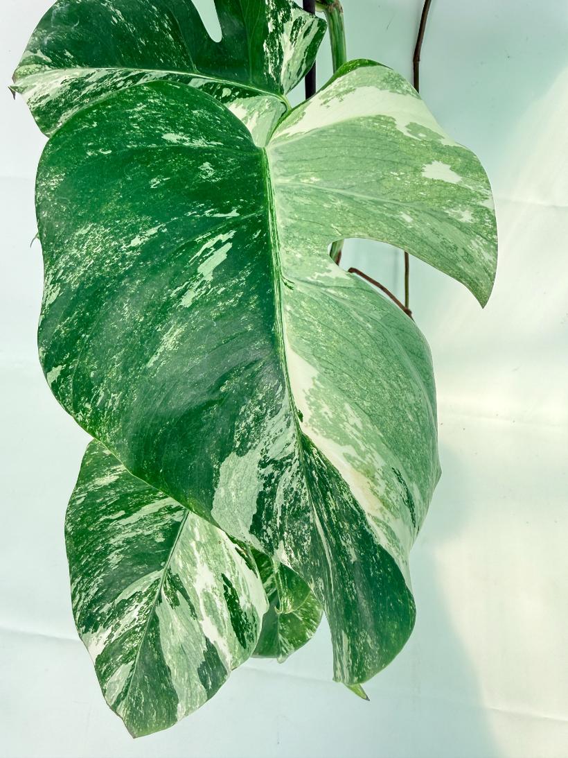 Monstera Albo Variegata XXL 08
