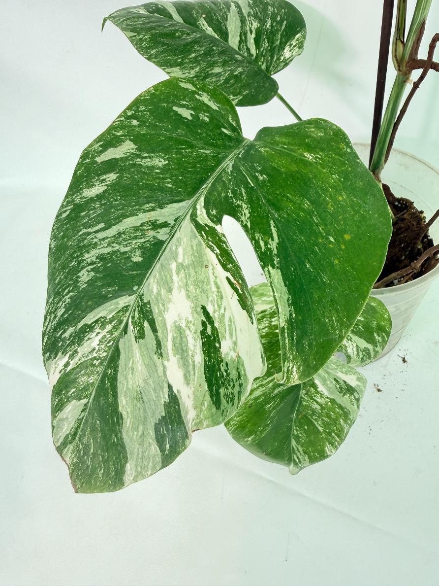 Monstera Albo Variegata XXL 09