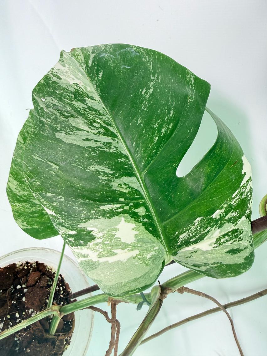 Monstera Albo Variegata XXL 10