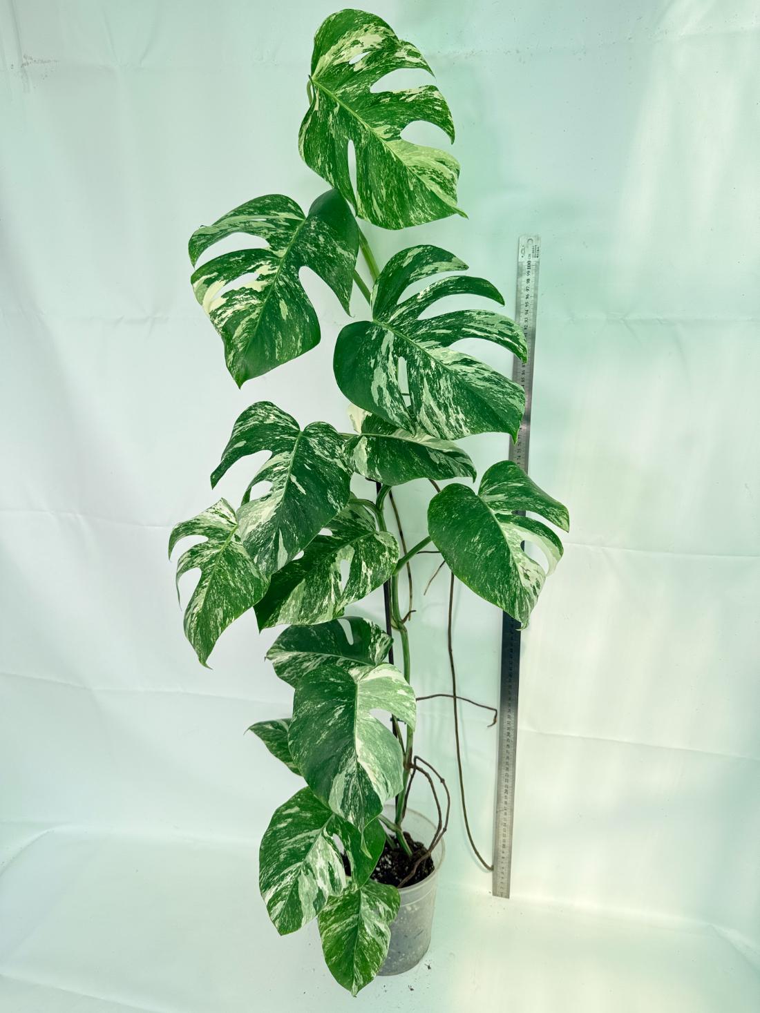 Monstera Albo Variegata XXL 02