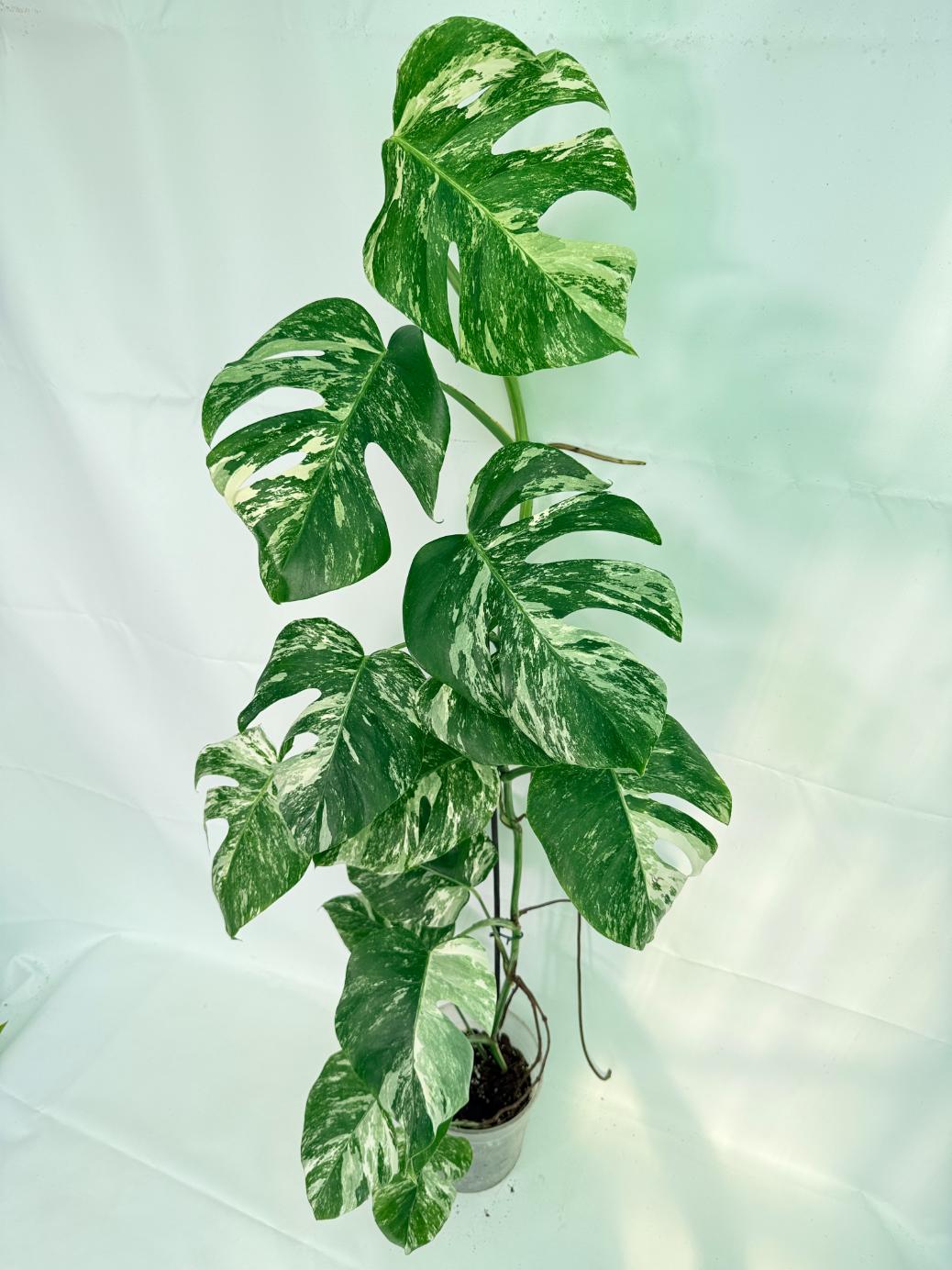 Monstera Albo Variegata XXL 01