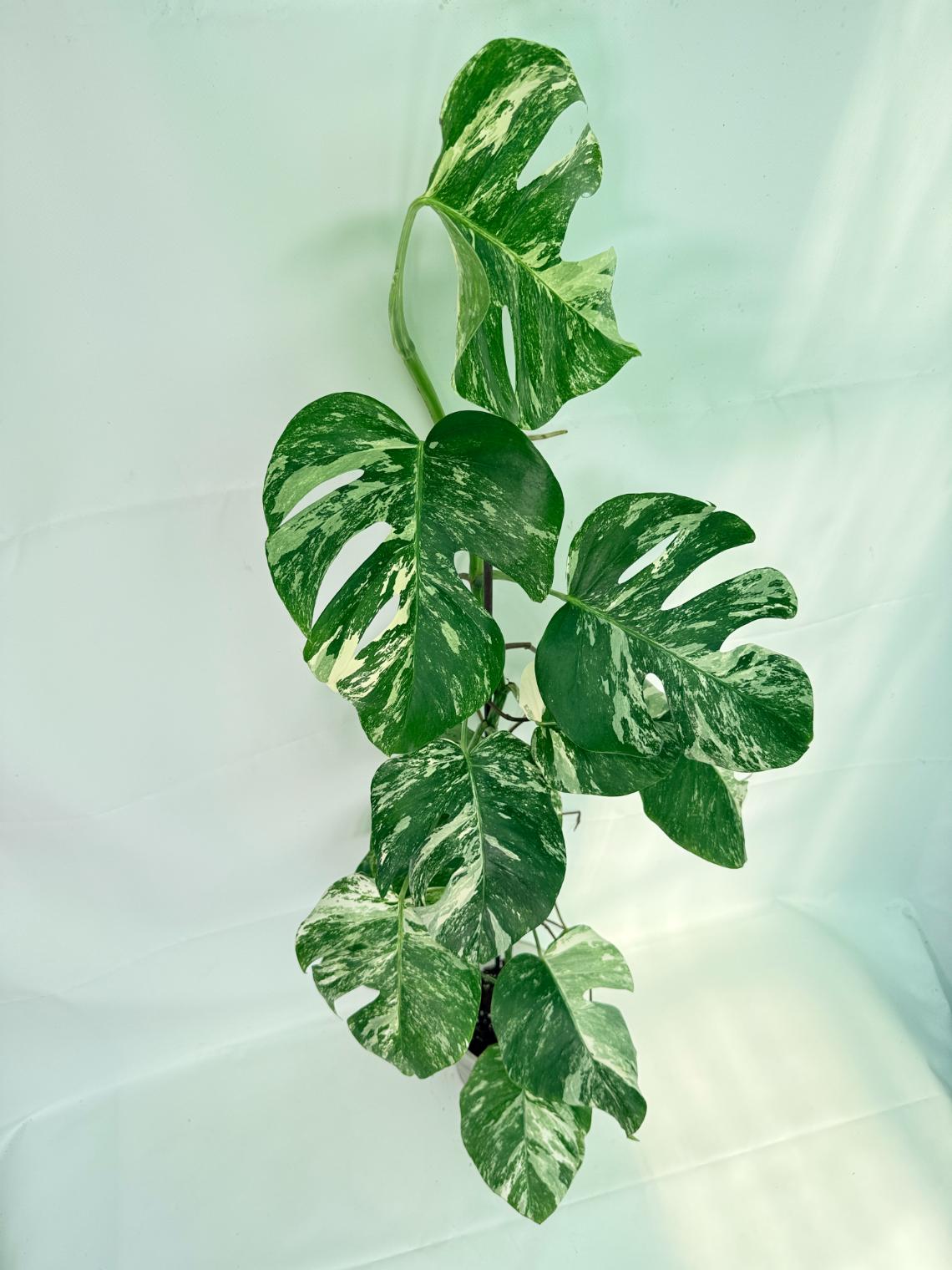 Monstera Albo Variegata XXL 03
