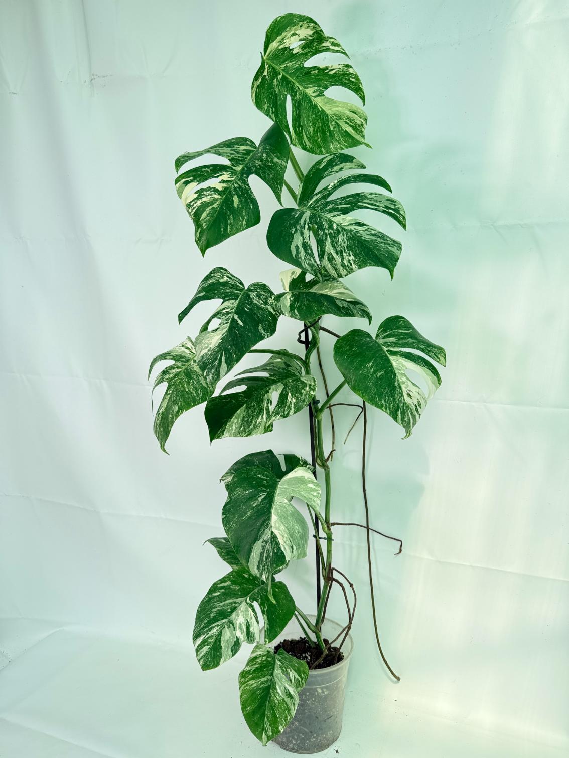 Monstera Albo Variegata XXL 11