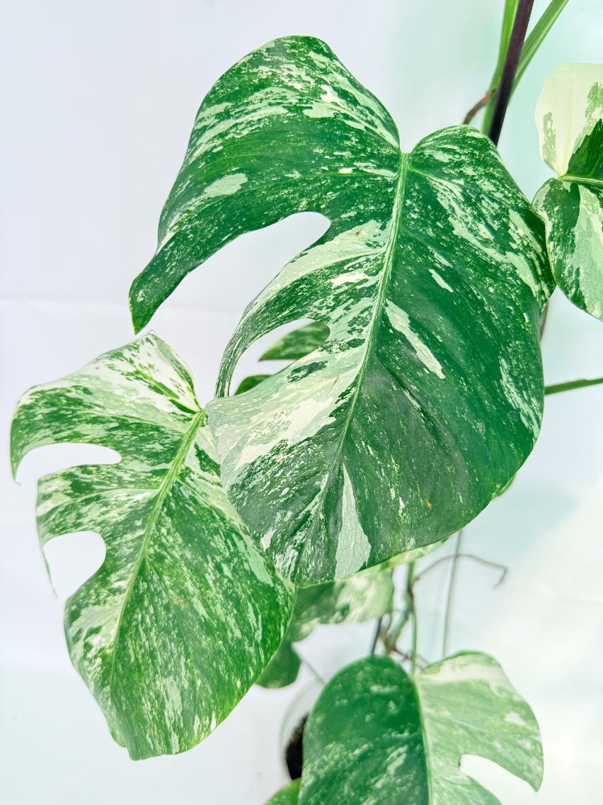 Monstera Albo Variegata XXL 04