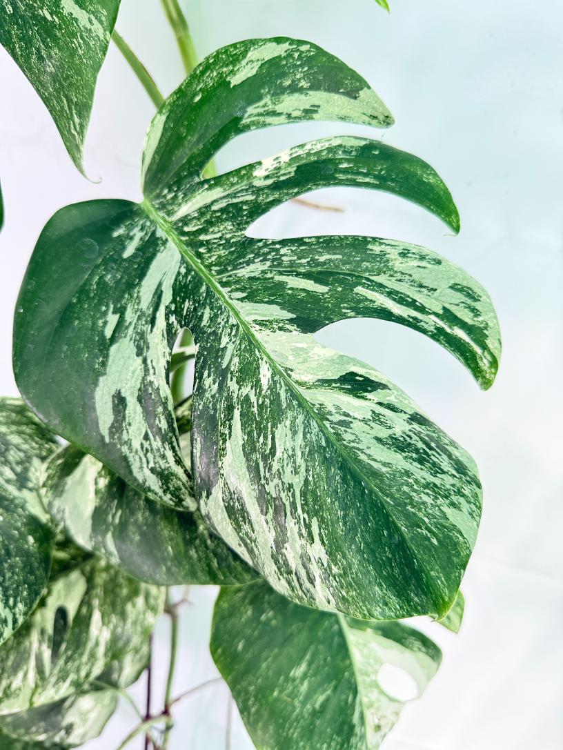 Monstera Albo Variegata XXL 05
