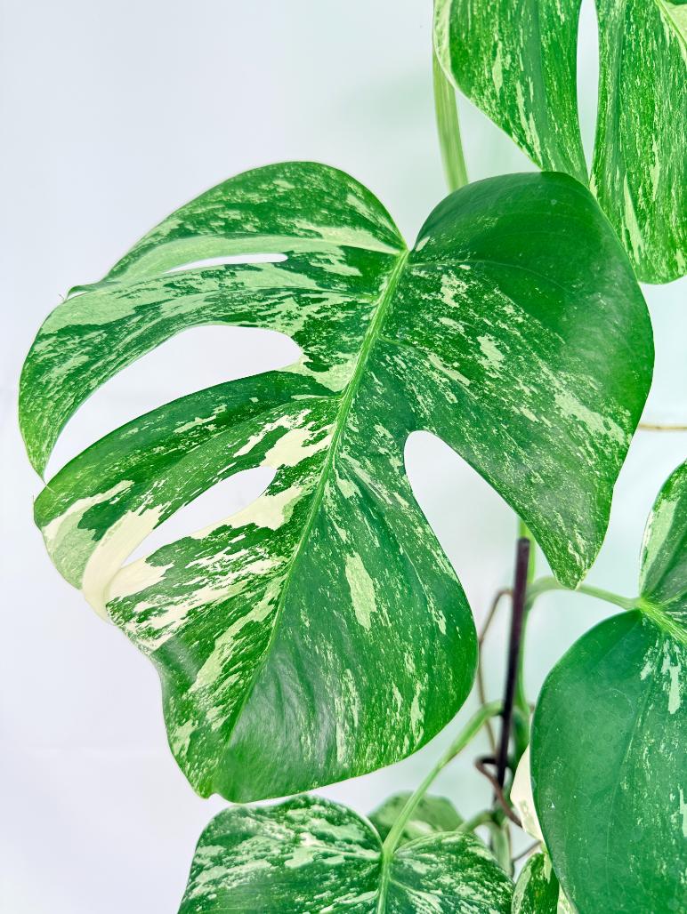 Monstera Albo Variegata XXL 06