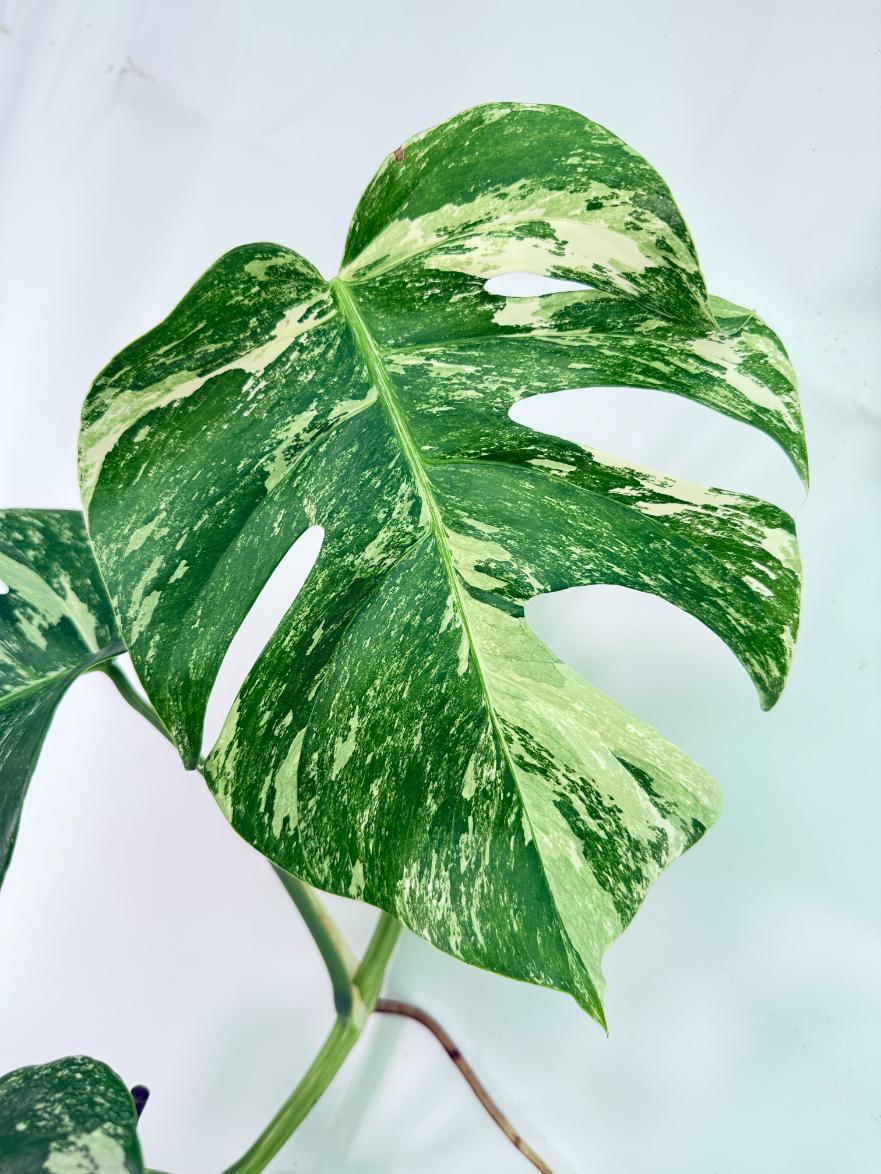 Monstera Albo Variegata XXL 07