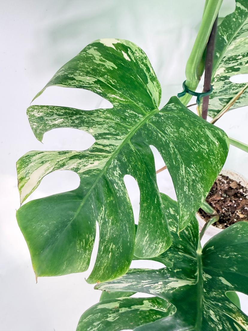 Monstera Albo Variegata XXL 08