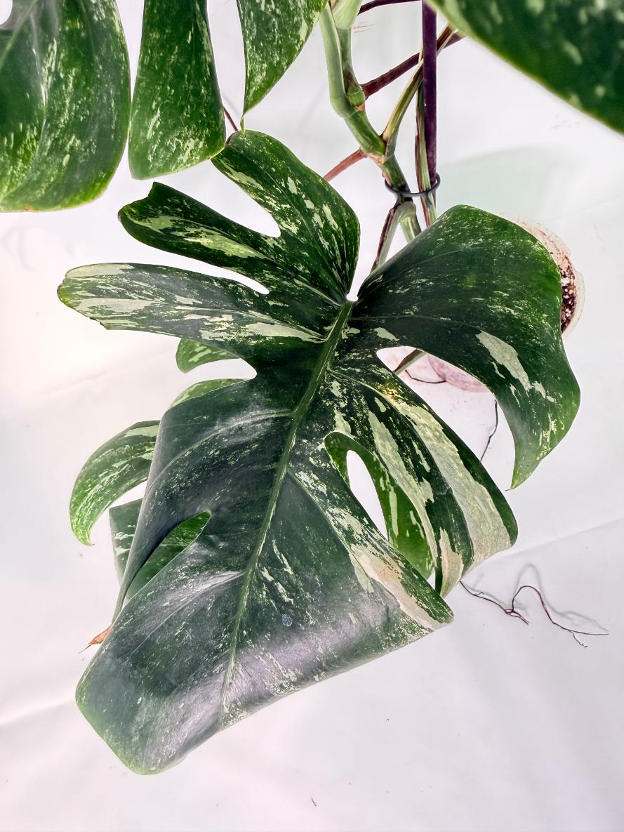 Monstera Albo Variegata XXL 09