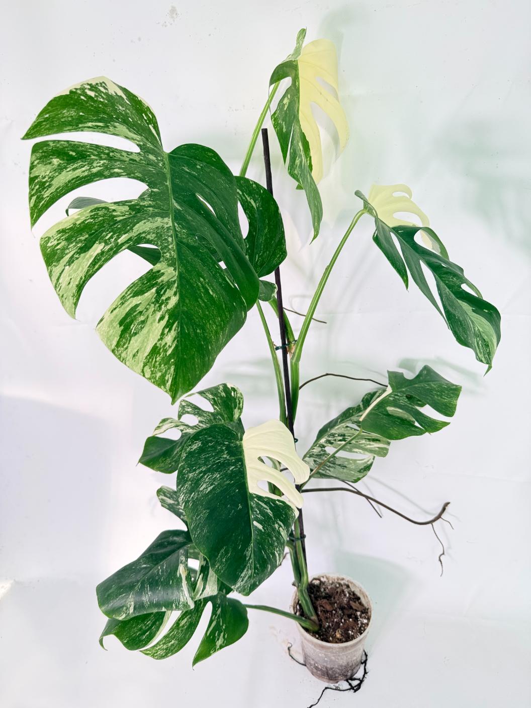 Monstera Albo Variegata XXL 10