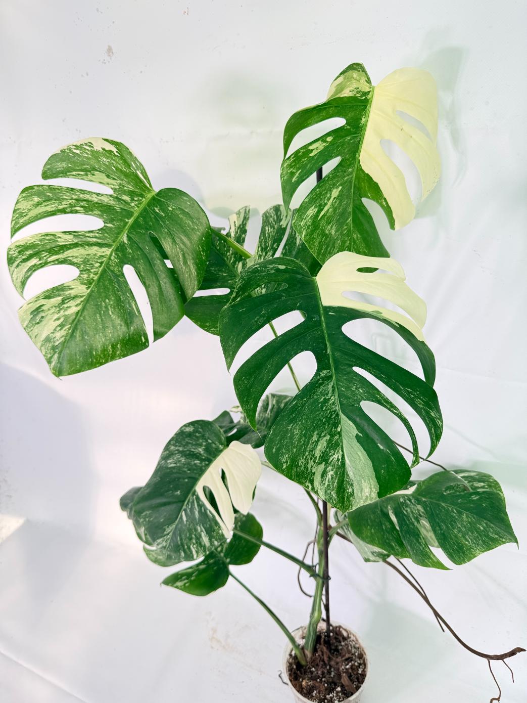 Monstera Albo Variegata XXL 11