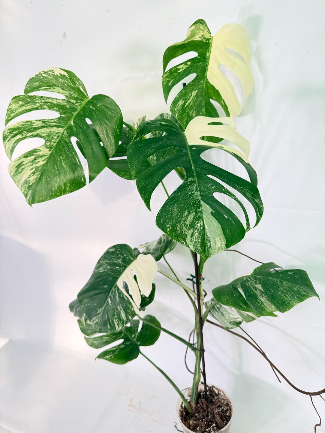 Monstera Albo Variegata XXL 12