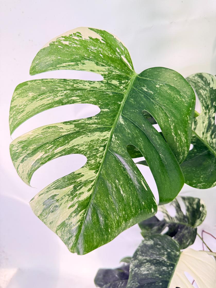 Monstera Albo Variegata XXL 13
