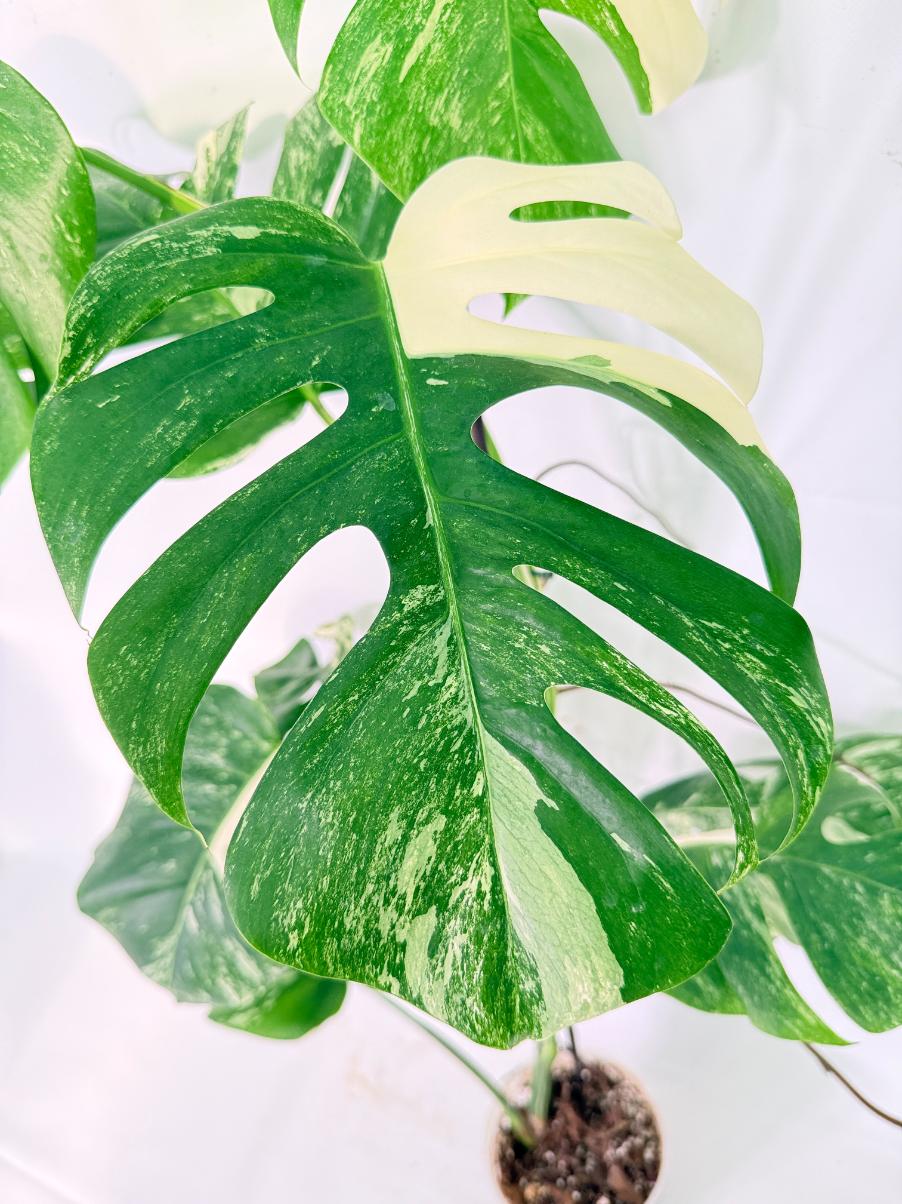 Monstera Albo Variegata XXL 14