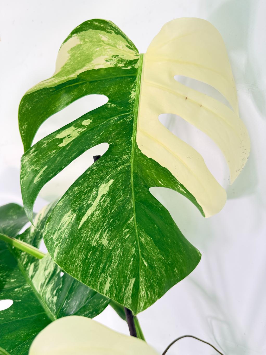 Monstera Albo Variegata XXL 15