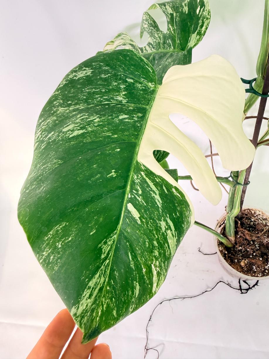 Monstera Albo Variegata XXL 16