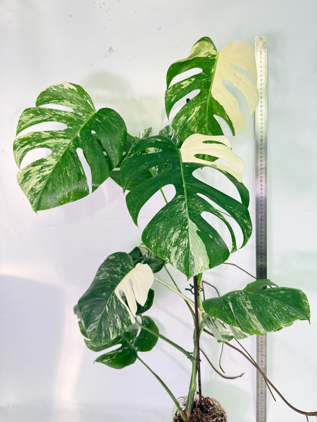 Monstera Albo Variegata XXL 17