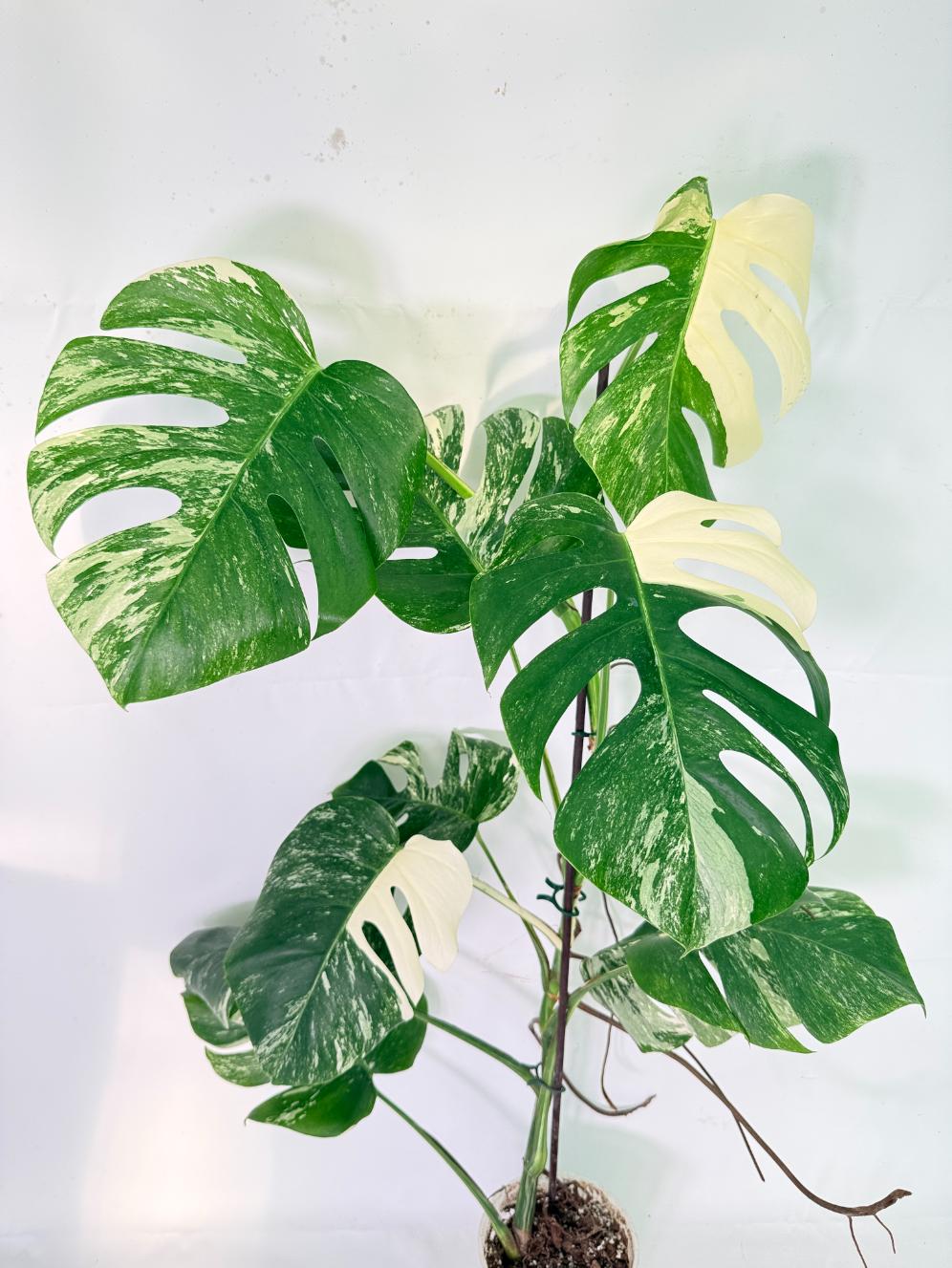Monstera Albo Variegata XXL 02