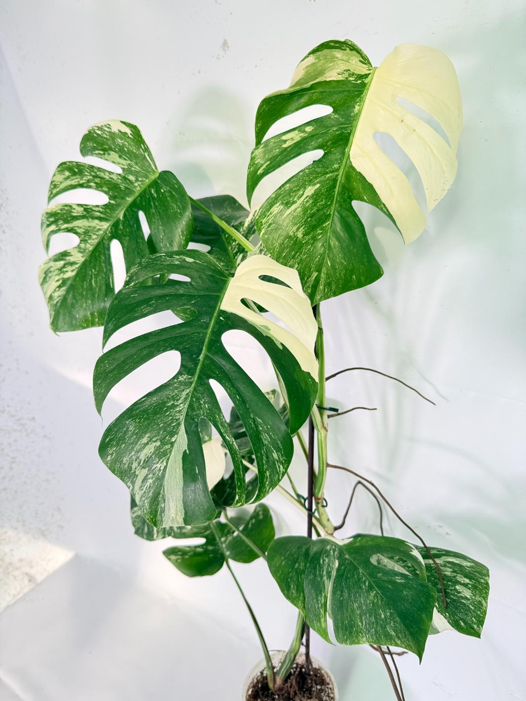 Monstera Albo Variegata XXL 01
