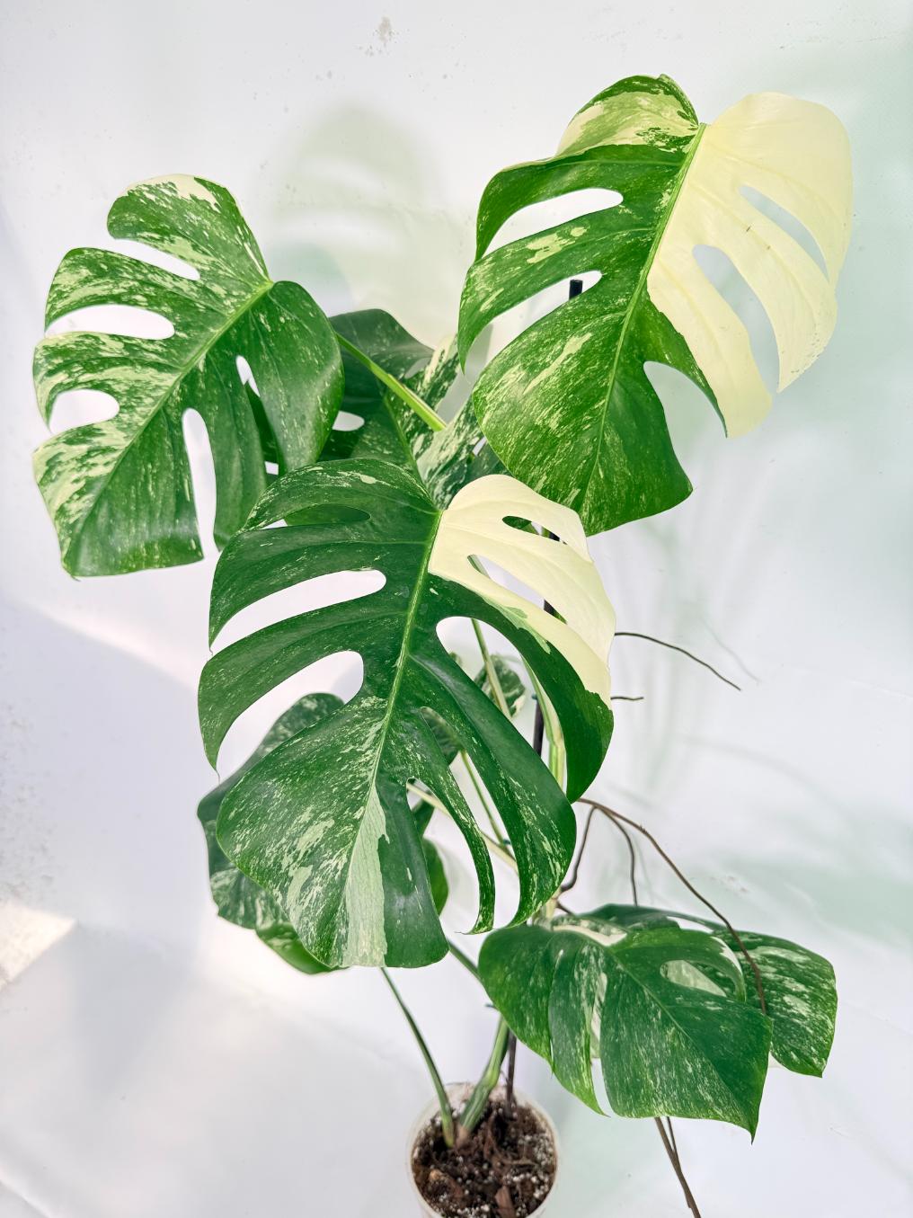 Monstera Albo Variegata XXL 03
