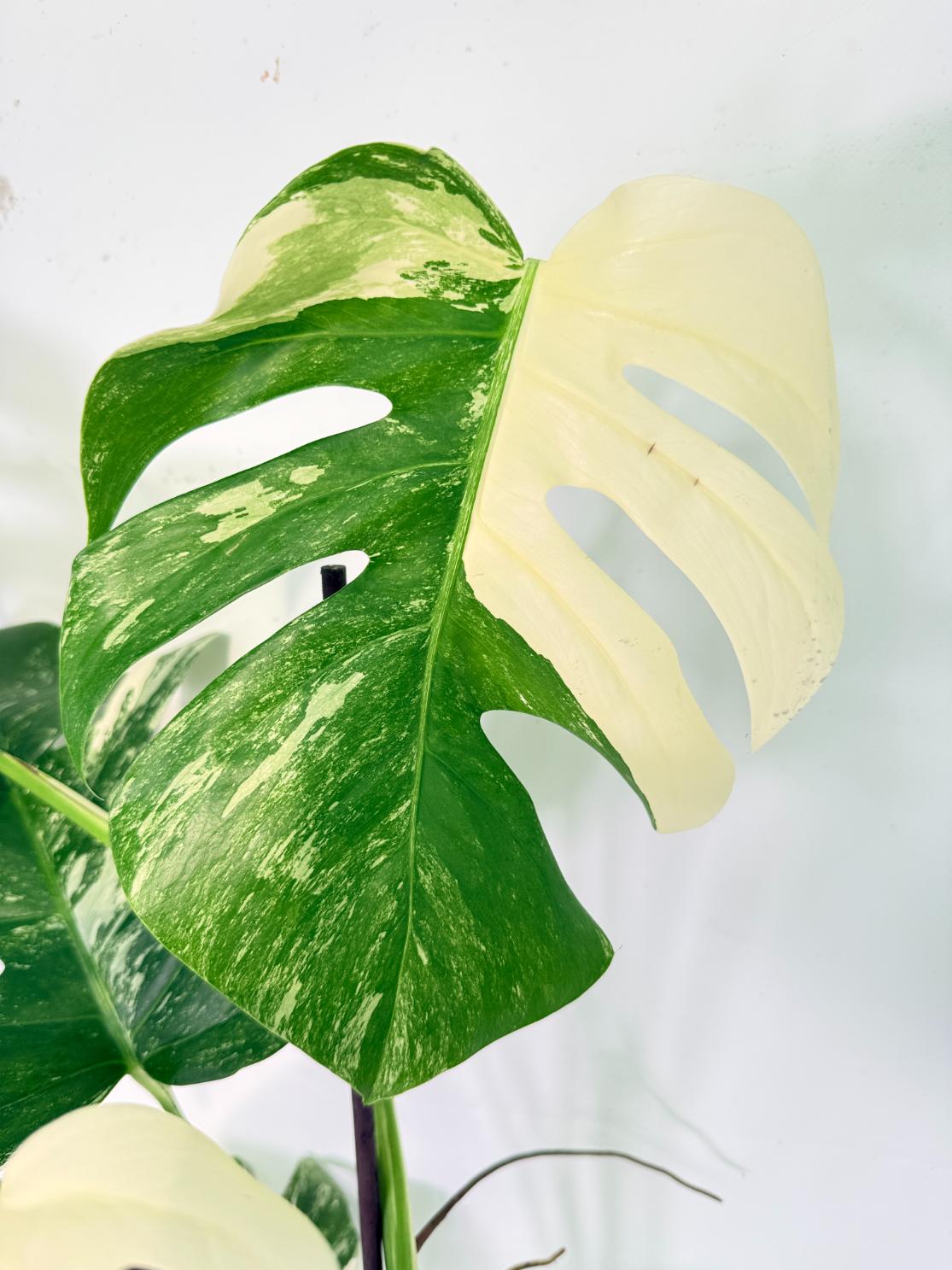 Monstera Albo Variegata XXL 04