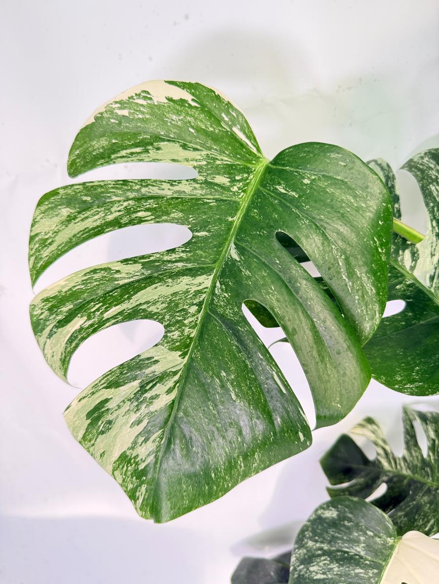 Monstera Albo Variegata XXL 05