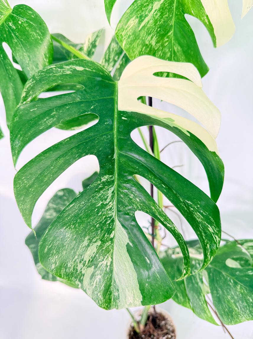 Monstera Albo Variegata XXL 06