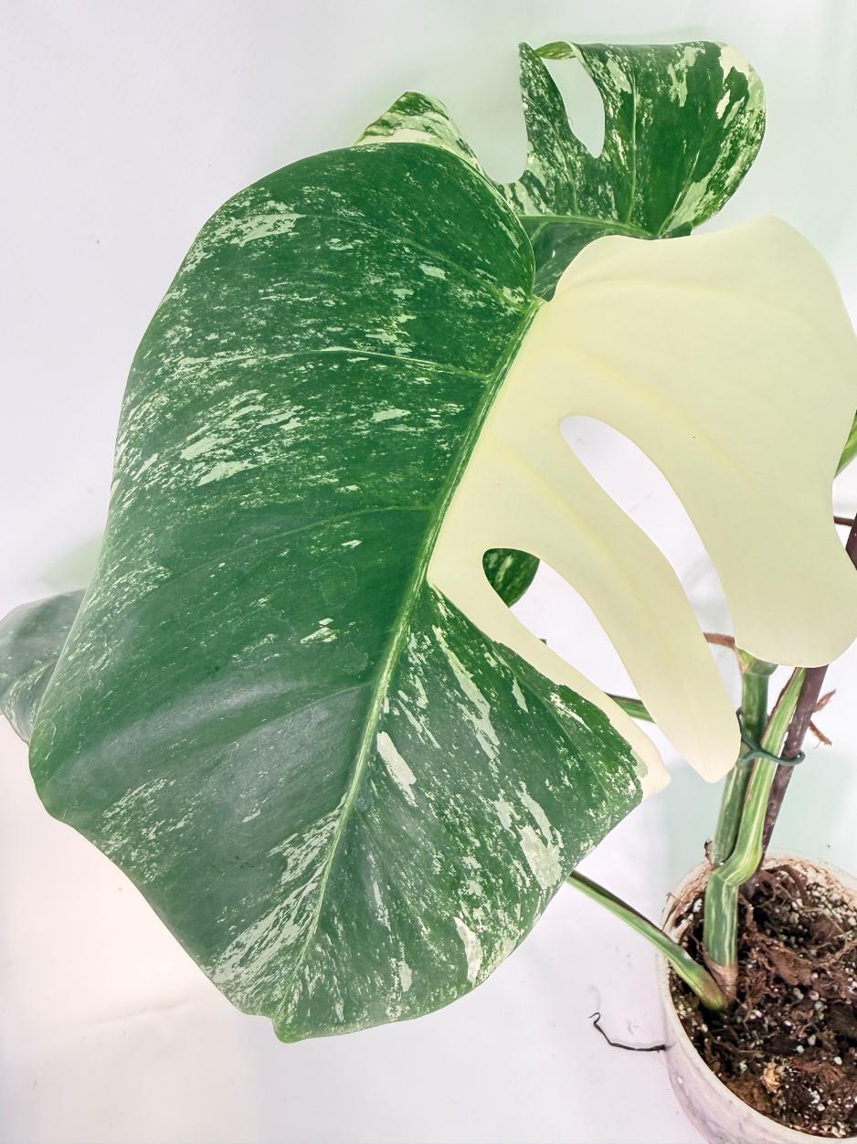 Monstera Albo Variegata XXL 07