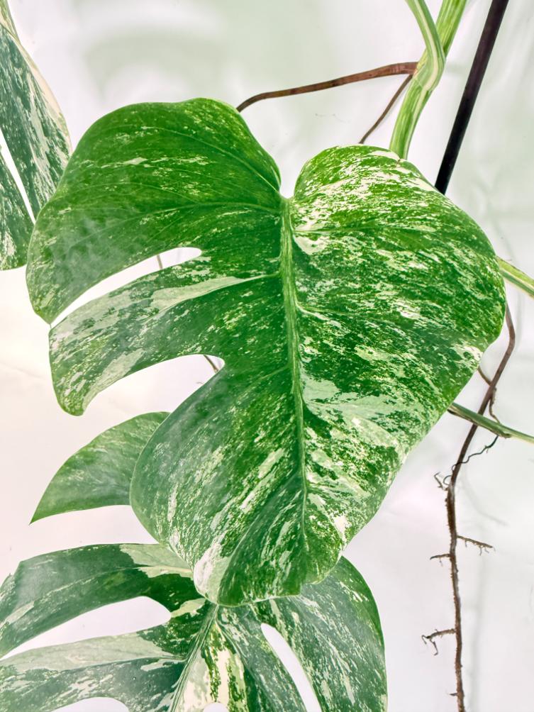 Monstera Albo Variegata XXL 09