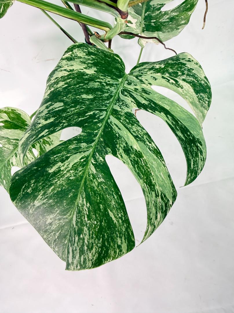Monstera Albo Variegata XXL 08
