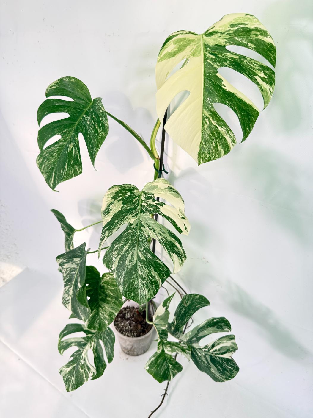 Monstera Albo Variegata XXL 10